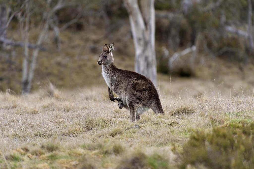 Rainbow Pines Tourist Caravan Park Adaminaby Eksteriør billede